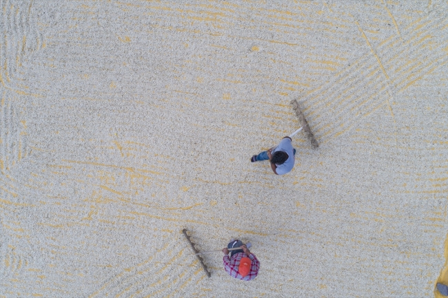 Lezzetini Erciyes Dağı'nın tüflü topraklarından alan tomarza kabak çekirdeği